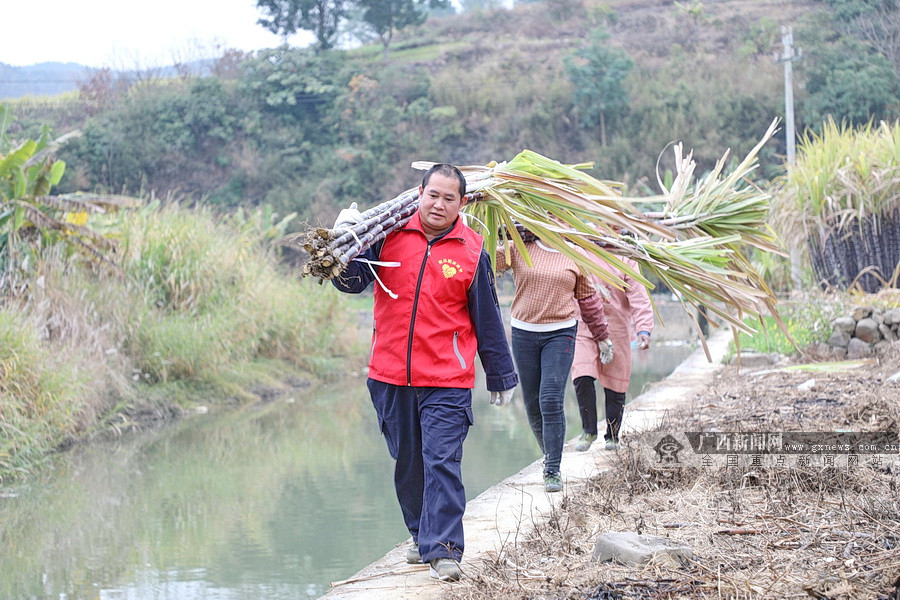 致富甘蔗种植新政策_致富甘蔗种植新闻报道_种植甘蔗致富新经