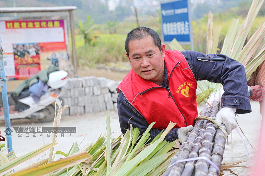 种植甘蔗致富新经_致富甘蔗种植新政策_致富甘蔗种植新闻报道