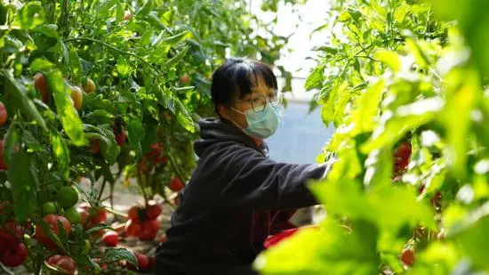 种植香菜创业_种植香菜致富事例_香菜种植成本及效益