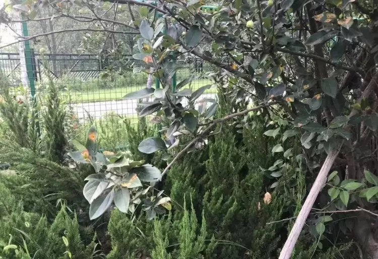 海棠种植前景怎么样_海棠种植_海棠树种植致富