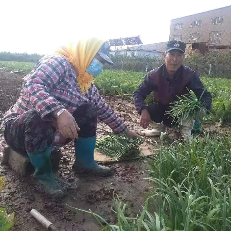 种植香菜赚钱吗_种植香菜致富事例_香菜种植成本及效益