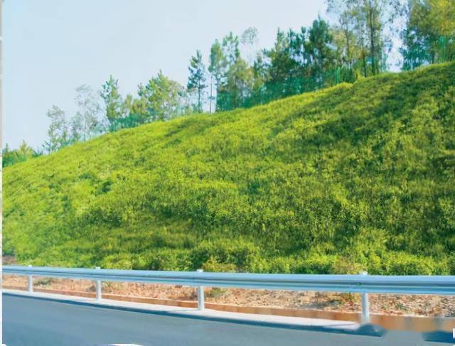 种植绿化赚钱吗_绿化种植致富_种植花卉致富