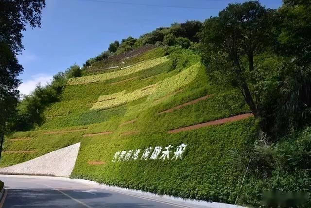 绿化种植致富_种植绿化赚钱吗_种植花卉致富