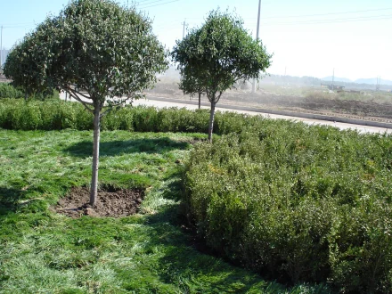 种植绿化赚钱吗_绿化种植致富_种植园林绿化树种致富