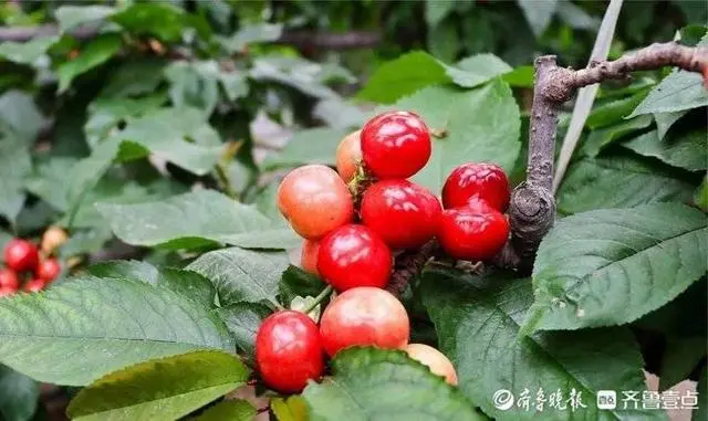 致富大棚种植樱桃视频_大棚种植大樱桃_大棚樱桃种植 致富