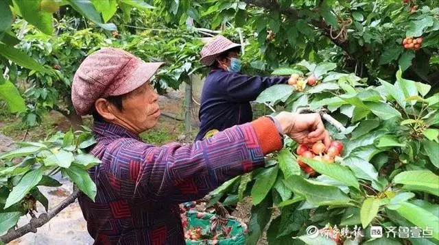 大棚种植大樱桃_大棚樱桃种植 致富_致富大棚种植樱桃视频