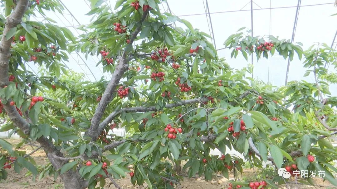 种樱桃大棚一年多少钱_大棚种植大樱桃_大棚樱桃种植 致富