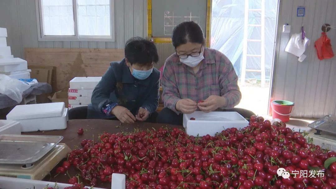 大棚樱桃种植 致富_种樱桃大棚一年多少钱_大棚种植大樱桃