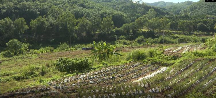 凤梨种植成本_致富种植凤梨视频_致富经 凤梨种植