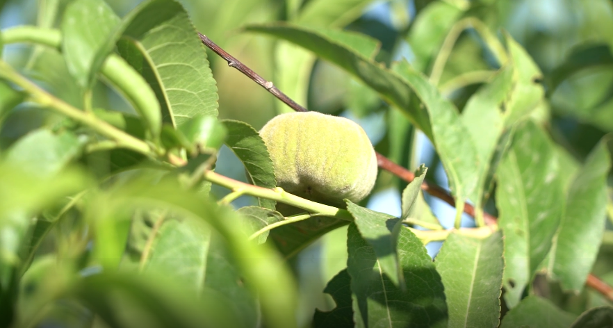 中山农业种植基地_中山种植致富果_中山适合种什么果树