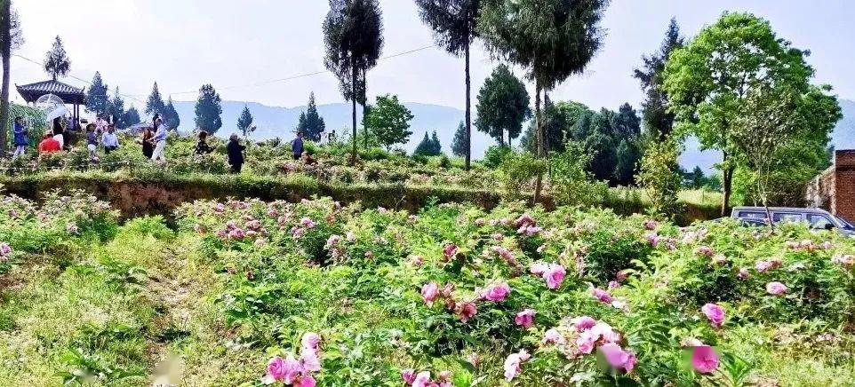 农田种植致富花_农村致富项目种植业_致富农田种植花生的意义