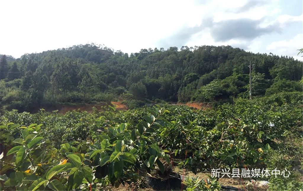 中山适合种什么果树_中山种植致富果_中山市蔬菜种植基地