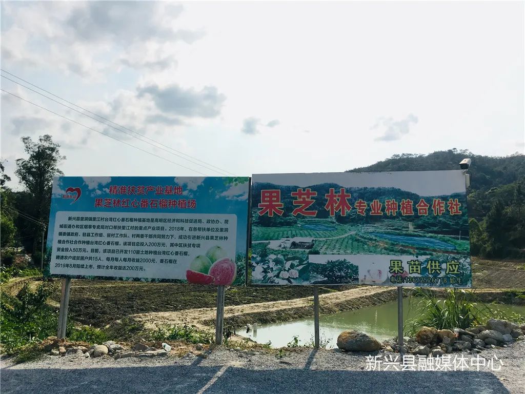 中山种植致富果_中山适合种什么果树_中山市蔬菜种植基地