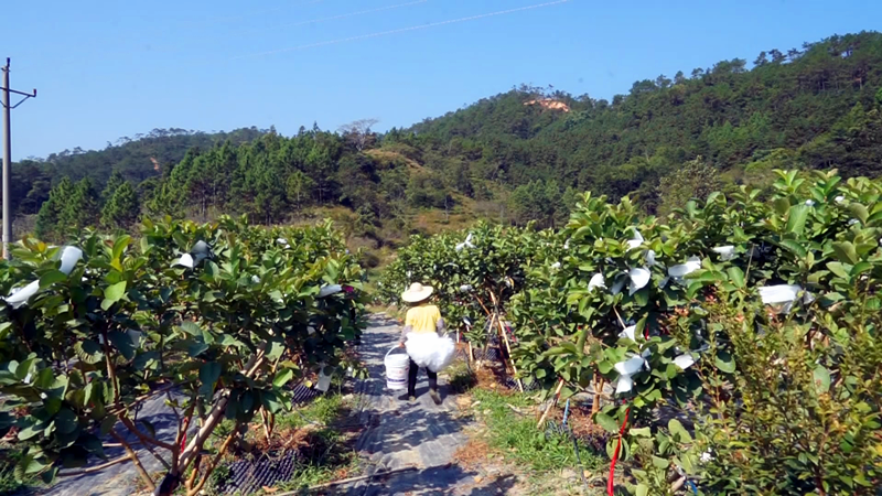 中山市蔬菜种植基地_中山适合种什么果树_中山种植致富果