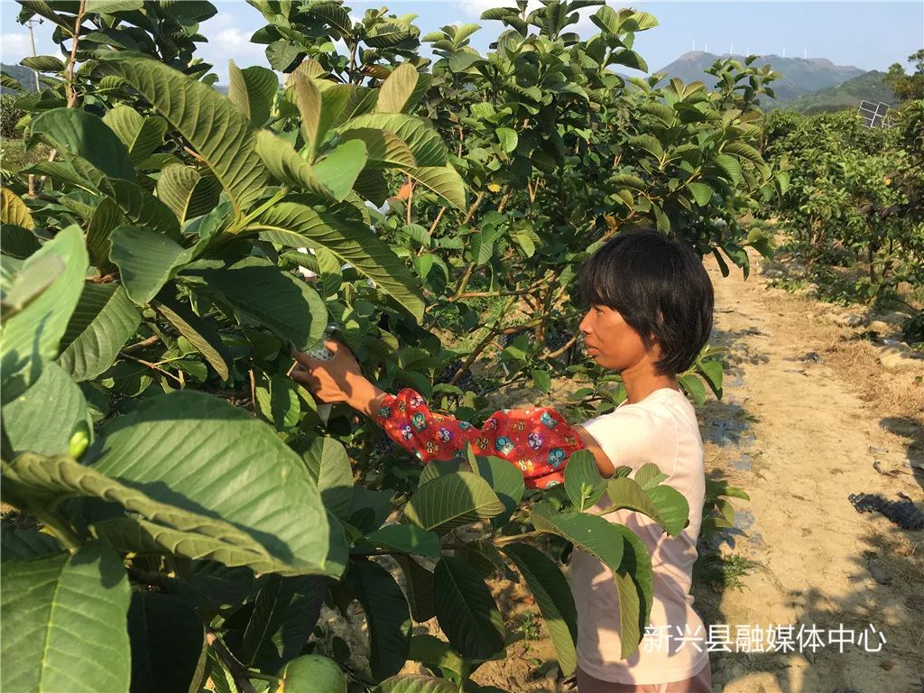 中山种植致富果_中山市蔬菜种植基地_中山适合种什么果树