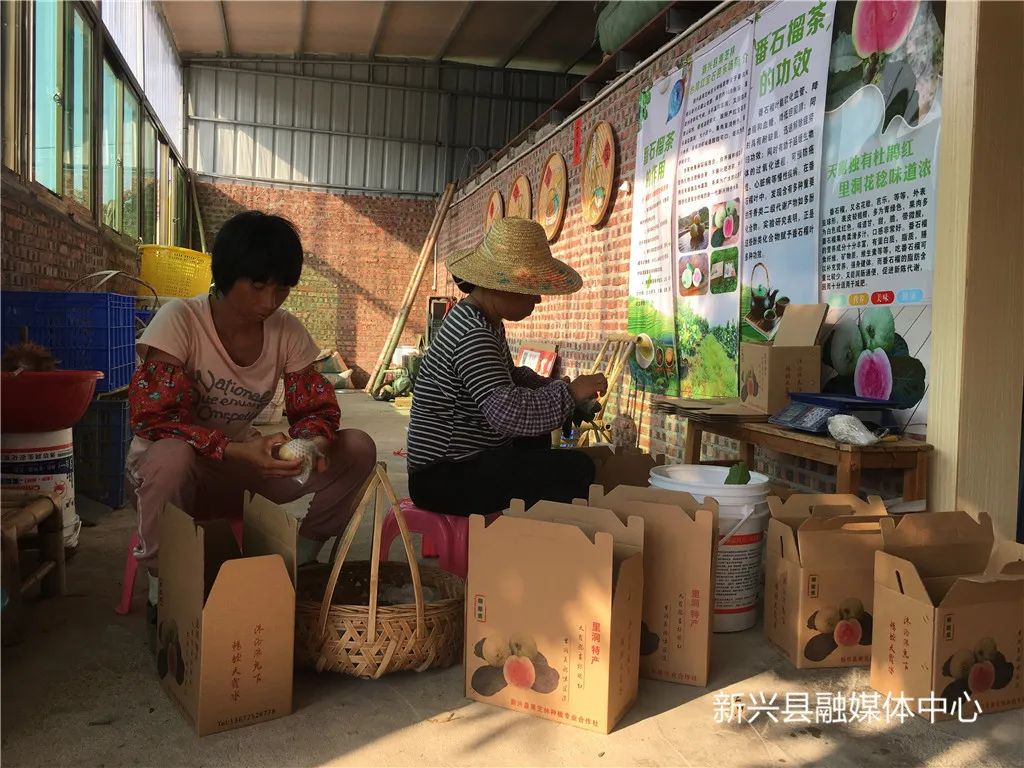 中山种植致富果_中山市蔬菜种植基地_中山适合种什么果树