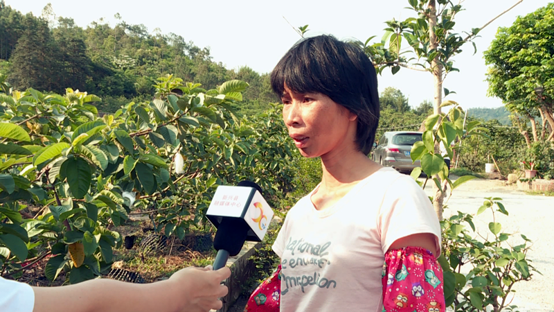 中山适合种什么果树_中山种植致富果_中山市蔬菜种植基地