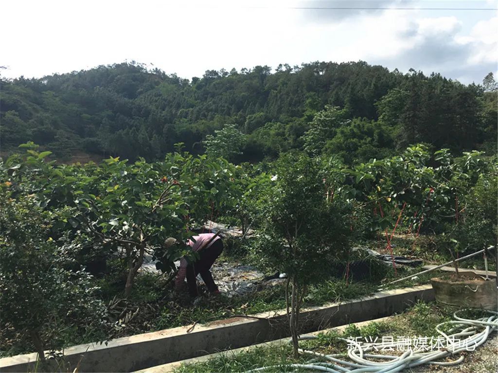 中山市蔬菜种植基地_中山种植致富果_中山适合种什么果树