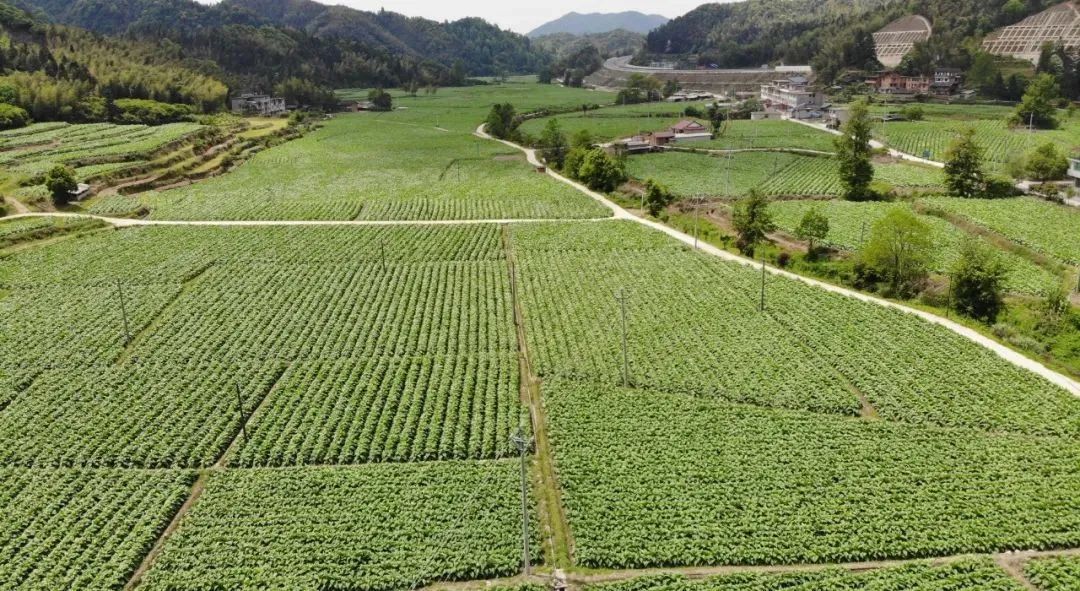 烟叶种植致富前景_致富前景种植烟叶怎么样_烟叶种植效益