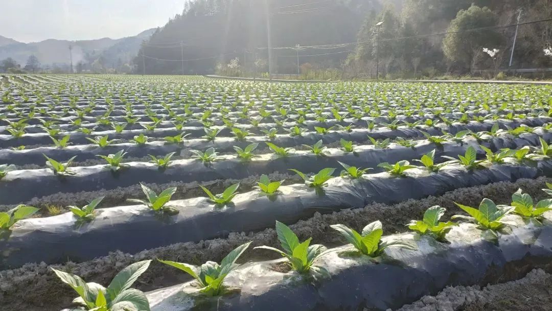 致富前景种植烟叶怎么样_烟叶种植致富前景_烟叶种植效益