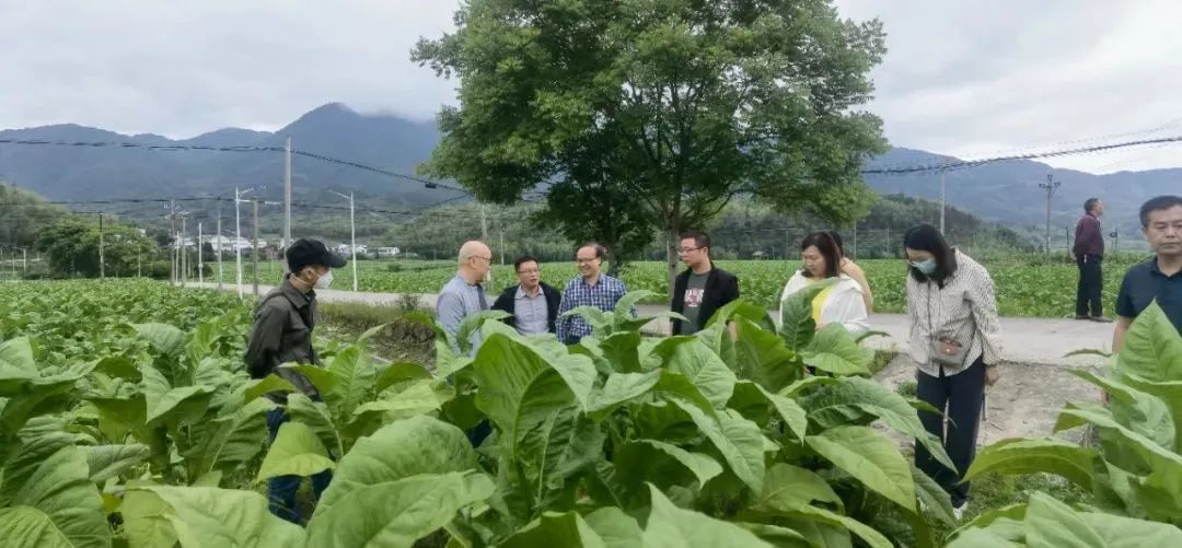 烟叶种植效益_烟叶种植致富前景_致富前景种植烟叶怎么样