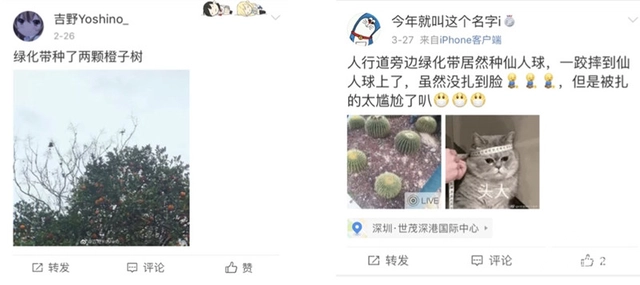 绿化带里种小麦！这种操作你见过吗？已经成熟了，静等收割