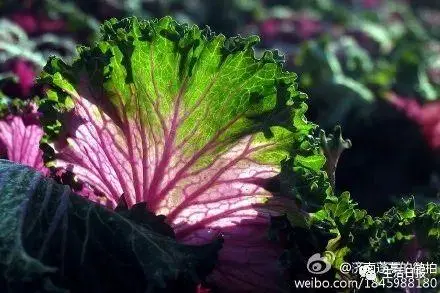 致富经花卉种植_种植绿化树苗的前景_绿化种植致富