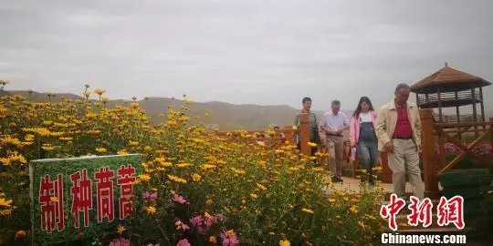 种植香菜致富事例_香菜种植年赚百万_种植香菜赚钱吗