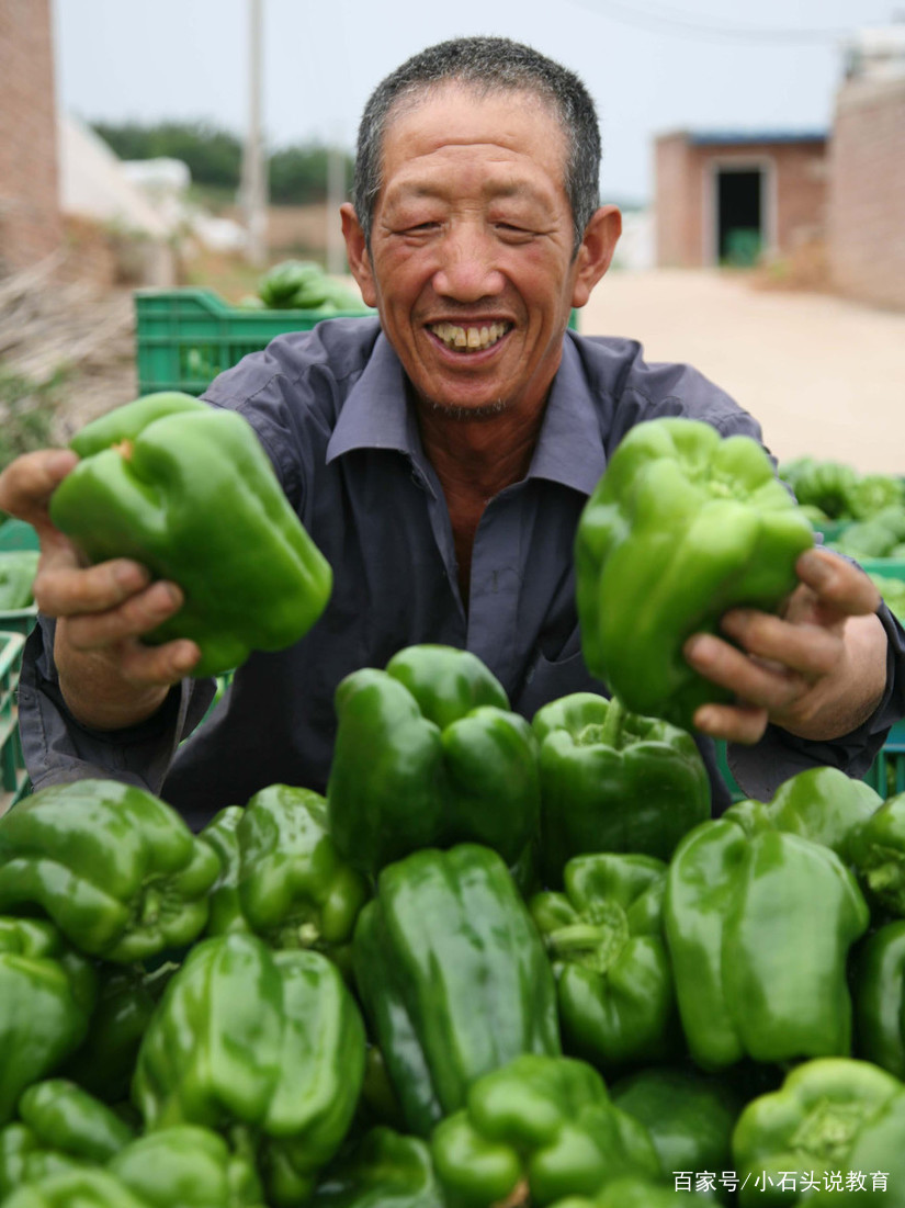 怎样种植露地甜椒高产_露地甜椒种植技术视频_北方露天甜椒种植技术视频