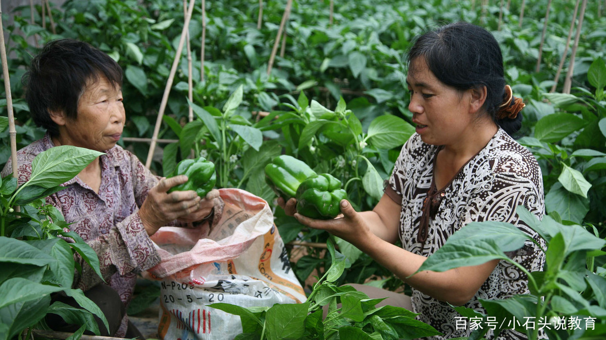 怎样种植露地甜椒高产_北方露天甜椒种植技术视频_露地甜椒种植技术视频