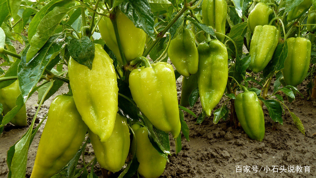 露地甜椒种植技术视频_北方露天甜椒种植技术视频_怎样种植露地甜椒高产