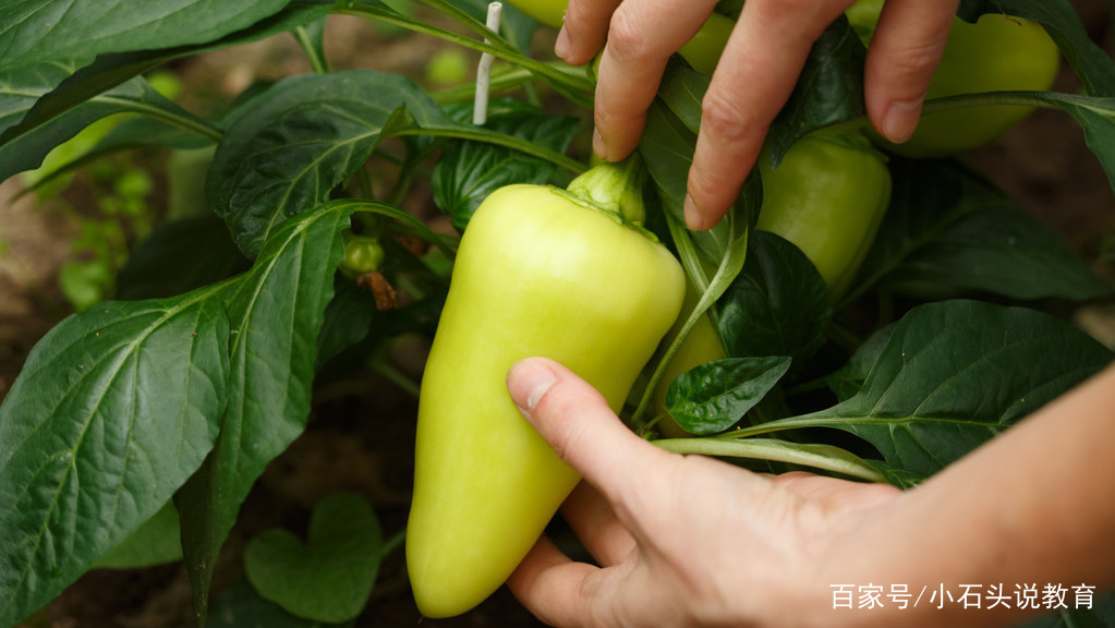 露地甜椒种植技术视频_怎样种植露地甜椒高产_北方露天甜椒种植技术视频