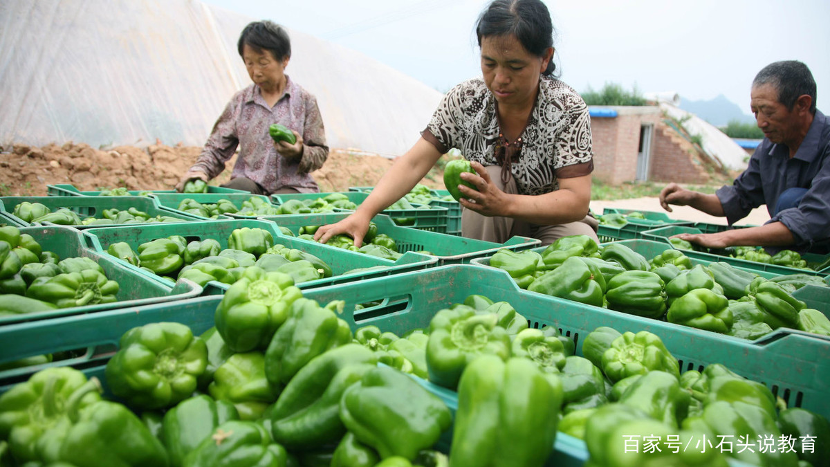 北方露天甜椒种植技术视频_怎样种植露地甜椒高产_露地甜椒种植技术视频