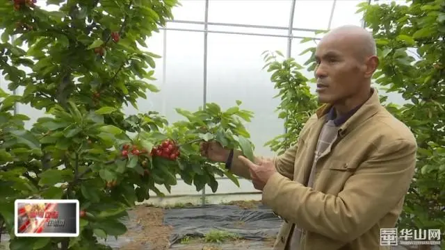 大棚种植樱桃树_大棚种植大樱桃_大棚樱桃种植 致富