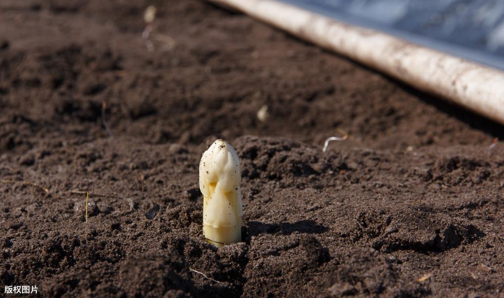 种植大田芦笋技术视频教程_种植大田芦笋技术与管理_大田芦笋种植技术