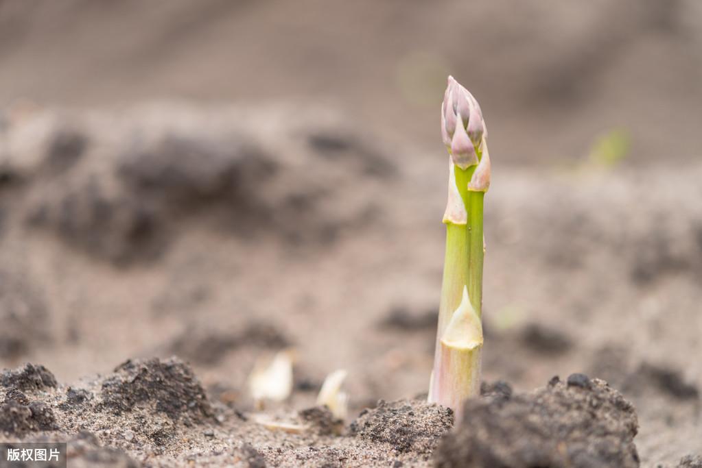 大田芦笋种植技术_种植大田芦笋技术与管理_种植大田芦笋技术视频教程