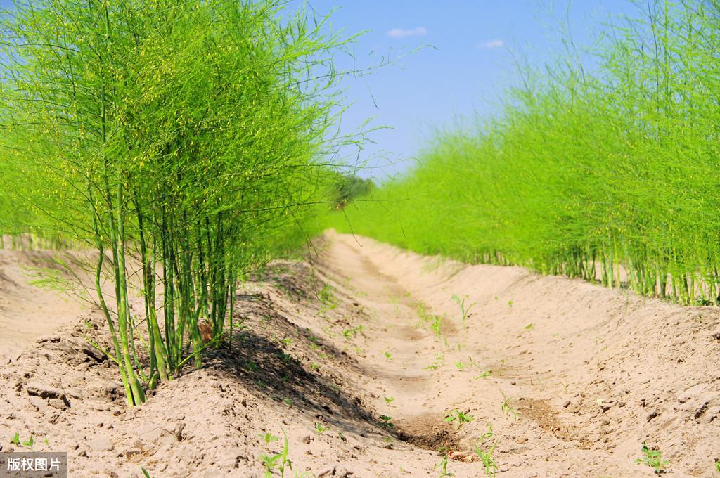 种植大田芦笋技术视频教程_大田芦笋种植技术_种植大田芦笋技术与管理