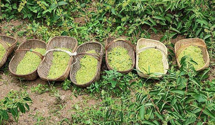 致富经金银花种植技术视频_致富经金银花种植技术_种植金银花的效益怎么样