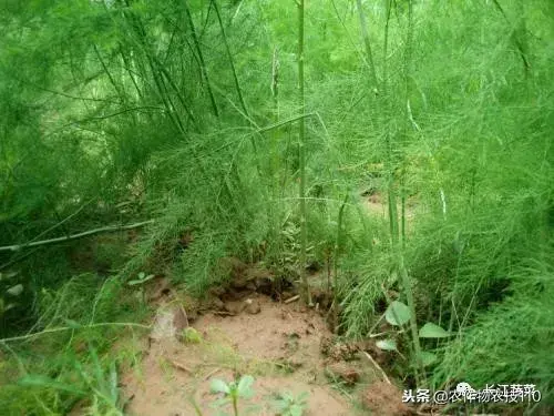 种植大田芦笋技术要点_种植大田芦笋技术视频_大田芦笋种植技术