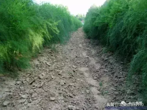 种植大田芦笋技术要点_大田芦笋种植技术_种植大田芦笋技术视频