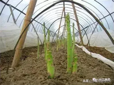 大田芦笋种植技术_种植大田芦笋技术视频_种植大田芦笋技术要点