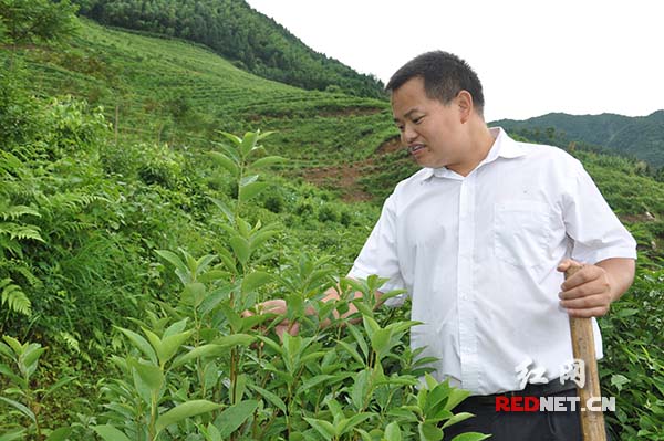 致富经金银花种植技术_致富经金银花种植技术视频_种植金银花的效益怎么样