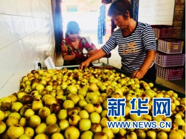 种植冬枣前景如何_致富种植冬枣图片_种植冬枣致富