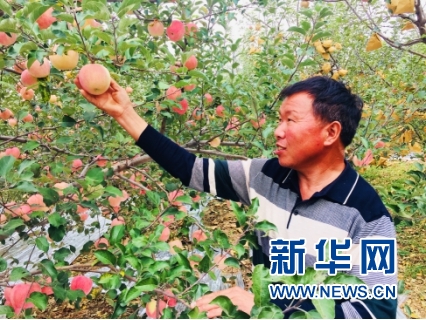 致富种植冬枣图片_种植冬枣致富_种植冬枣前景如何