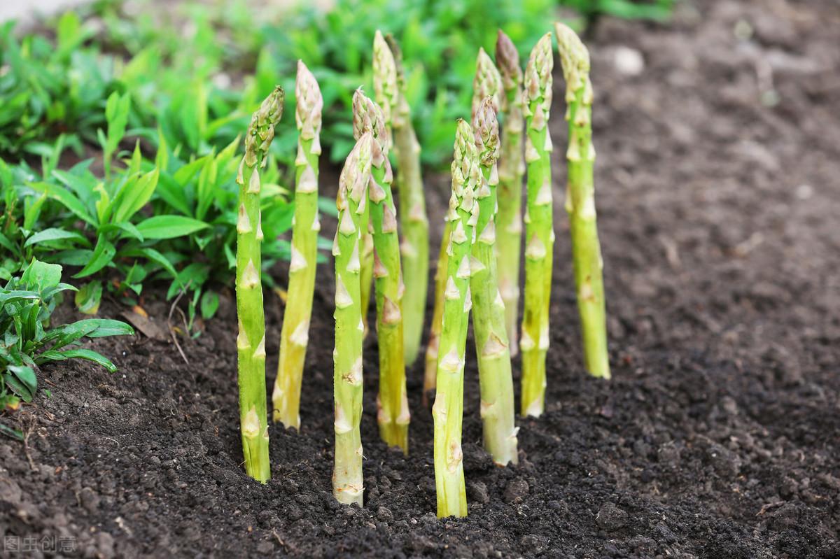 大田芦笋种植视频_芦笋移栽大田后怎样怎么管理_大田芦笋种植技术