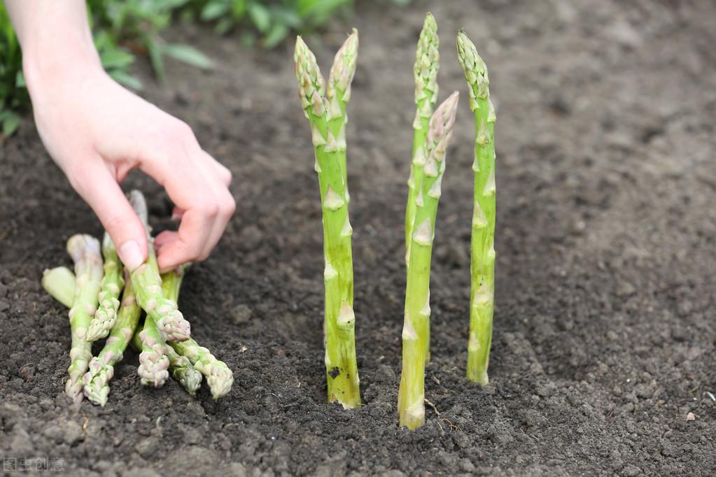 大田芦笋种植视频_大田芦笋种植技术_芦笋移栽大田后怎样怎么管理