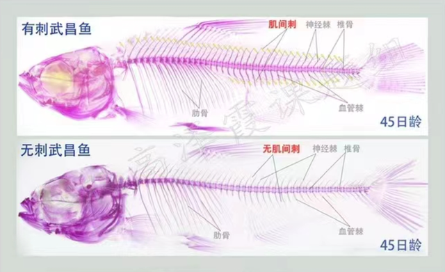 武昌鱼的养殖技术_武昌鱼养殖技术和方法_武昌鱼能养活吗