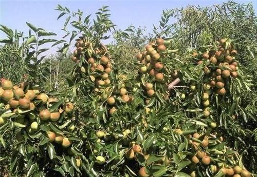 种植冬枣前景如何_致富种植冬枣图片_种植冬枣致富