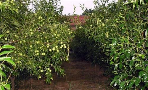 种植冬枣前景如何_种植冬枣致富_致富种植冬枣图片