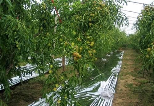 种植冬枣致富_种植冬枣前景如何_致富种植冬枣图片